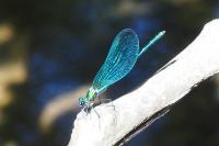 Calopteryx virgo meridionalis