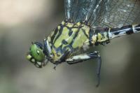 Onychogomphus forcipatus