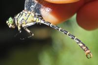 Onychogomphus forcipatus