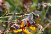 Onychogomphus uncatus