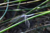 Orthetrum coerulescens