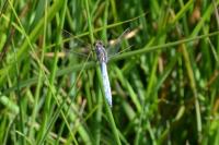 Orthetrum coerulescens