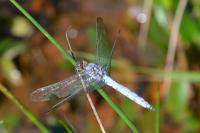 Orthetrum coerulescens