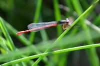 Ceriagrion tenellum