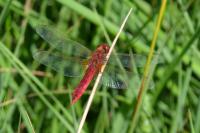 Crocothemis erythraea