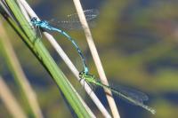 Coenagrion puella