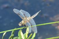 Libellula quadrimaculata