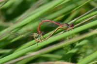 Ceriagrion tenellum