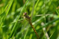 Sympetrum striolatum