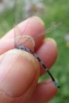 Coenagrion hastulatum
