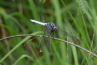 Orthetrum coerulescens
