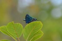 Calopteryx - gpe virgo