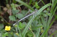 Platycnemis pennipes