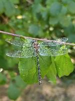 Oxygastra curtisii