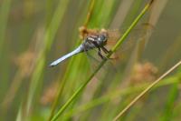 Orthetrum coerulescens
