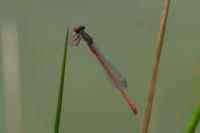Ceriagrion tenellum