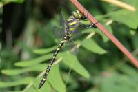 Cordulegaster boltonii