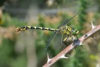 Onychogomphus forcipatus
