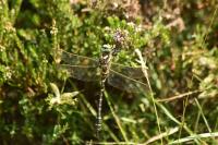 Cordulegaster boltonii boltonii