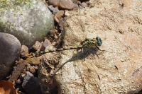 Onychogomphus uncatus