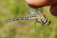 Onychogomphus forcipatus