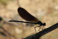 Calopteryx virgo meridionalis