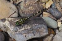 Onychogomphus forcipatus