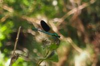 Calopteryx xanthostoma