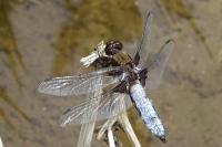 Libellula depressa