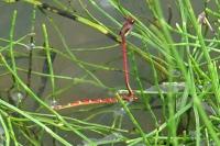 Pyrrhosoma nymphula
