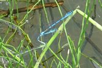 Coenagrion puella