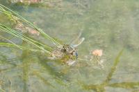 Anax imperator