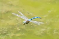 Anax imperator
