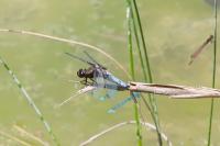 Libellula depressa