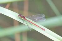 Pyrrhosoma nymphula