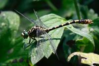 Onychogomphus forcipatus