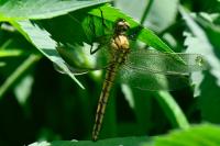 Orthetrum cancellatum