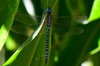 Aeshna affinis