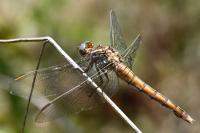 Orthetrum coerulescens