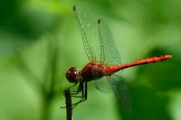 Sympetrum sanguineum