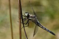 Orthetrum cancellatum