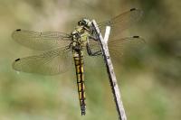 Orthetrum cancellatum