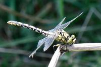 Onychogomphus forcipatus