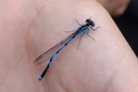 Erythromma lindenii