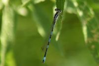 Coenagrion mercuriale