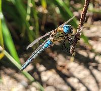 Aeshna affinis