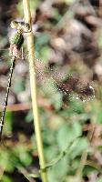 Lestes barbarus