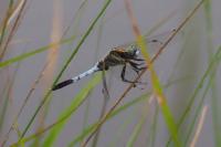 Orthetrum albistylum