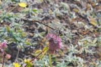 Onychogomphus forcipatus