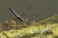 Orthetrum cancellatum